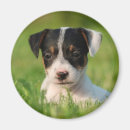 Recherche de jack russel magnets Jrt