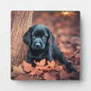 Recherche de laboratoire plaques Chien