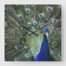 Recherche de plumes de paon horloges Oiseau