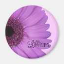 Zoek naar gerbera magneten Fotografie