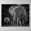 Recherche de éléphant bébé posters Noir et blanc