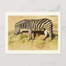 Recherche de zebre cartes postales Zoo