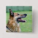 Recherche de allemand de berger badges Chiot