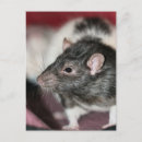 Recherche de rats cartes postales Doux