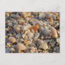 Recherche de de coquillages cartes postales Plage