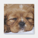 Recherche de cavalier magnets Animaux