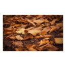 Zoek naar herfst bos posters Oranje