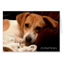 Recherche de adopté photographie Adopter