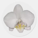 Recherche de orchidées blanches autocollants Orchidée blanche