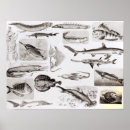 Recherche de zoologie posters Biologie