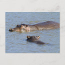 Recherche de hippopotame cartes postales Faune