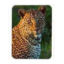 Recherche de panthera magnets Animal