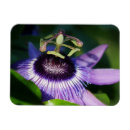 Recherche de passion magnets Tropical