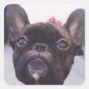 Recherche de bulldog autocollants Français