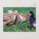 Recherche de poussins cartes postales Animal