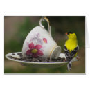 Recherche de chardonneret cartes postales Animal