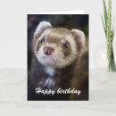 Zoek naar ferret kaarten Wild