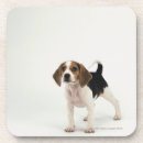 Zoek naar beagle onderzetters Dieren