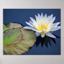 Recherche de protection de lis art L'eau