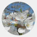 Recherche de cherry blossom autocollants Favoriser