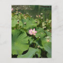 Recherche de étang de nénuphar cartes postales Fleur