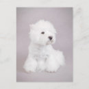 Recherche de chien westie cartes postales Blanc