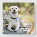 Recherche de labrador horloges Dog