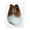 Recherche de colley magnets Lassie