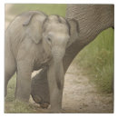 Recherche de indiens carreaux Faune