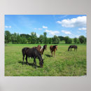 Zoek naar paardenfoto posters Platteland