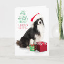 Recherche de border collie Noël