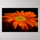 Recherche de gerbe posters Marguerite