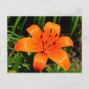 Recherche de fleur asiatique cartes postales Orange
