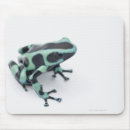 Recherche de grenouille verte tapis souris Plan studio