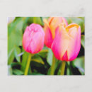 Recherche de hybride cartes postales Botanique