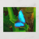 Recherche de papillon bleu cartes postales Vert