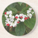 Recherche de vigne dessous de verres Plante