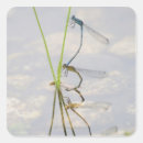 Recherche de damselflies Animal