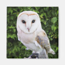 Recherche de hibou magnets Feuille