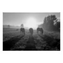 Recherche de herd posters Amateurs de chevaux