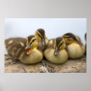 Recherche de fauna posters Animal