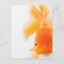 Recherche de de poisson rouge cartes postales Nature