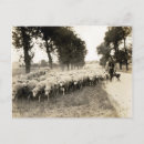 Zoek naar witte herder briefkaarten Foto