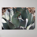 Recherche de agave posters Cactus