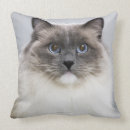 Zoek naar ragdoll kussens Dieren