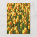 Recherche de fleurs de tulipe cartes postales Pour elle