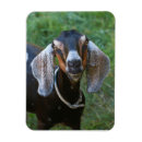 Recherche de de chèvre magnets Mignon