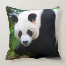 Recherche de panda photographie Faune