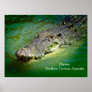 Recherche de crocodiles posters Pour tous