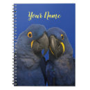 Recherche de hyacinthe Macaw